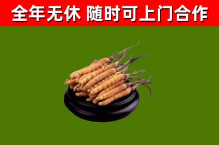 日照市烟酒回收冬虫夏草.jpg