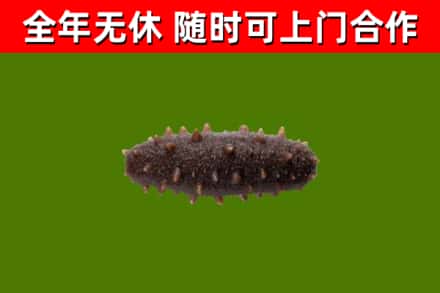 日照市烟酒回收干海参.jpg